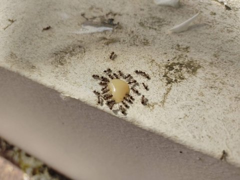 Comment éliminer les fourmis à issy les moulineaux (92)
