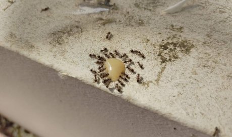 Comment éliminer les fourmis à issy les moulineaux (92)