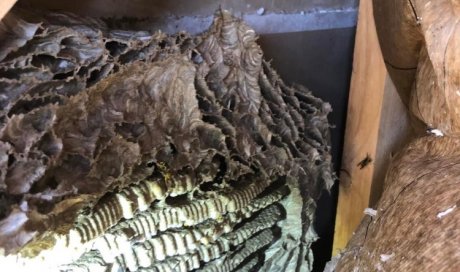 Elimination d'un nid de guepes sous toiture à meudon (92)