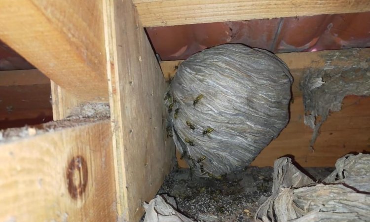 destruction d'un nid de guêpes à montigny le bretonneux